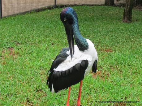 Sydney; Featherdale Wildlife Park y las Montañas Azules