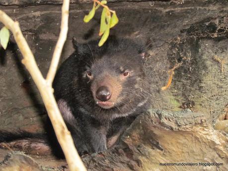 Sydney; Featherdale Wildlife Park y las Montañas Azules