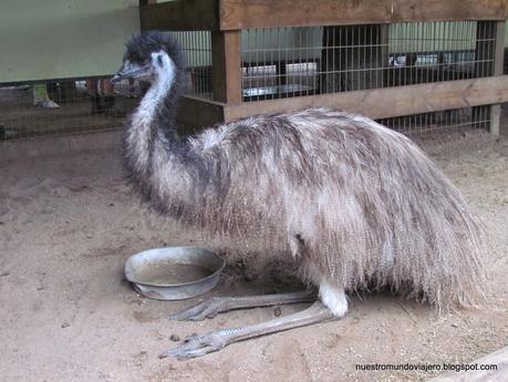 Sydney; Featherdale Wildlife Park y las Montañas Azules