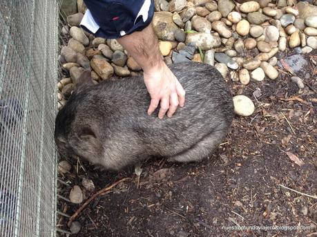 Sydney; Featherdale Wildlife Park y las Montañas Azules