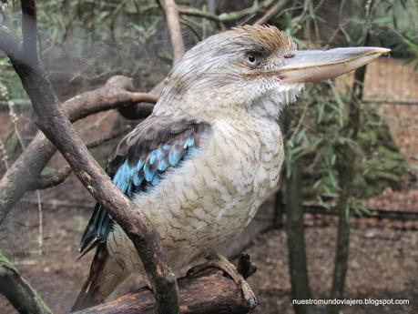 Sydney; Featherdale Wildlife Park y las Montañas Azules