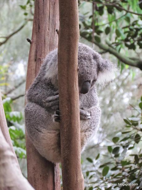 Sydney; Featherdale Wildlife Park y las Montañas Azules
