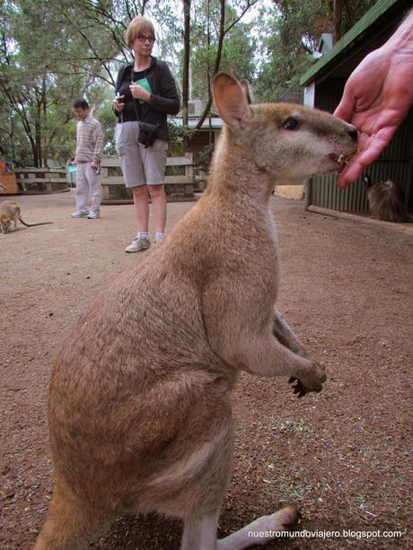 Sydney; Featherdale Wildlife Park y las Montañas Azules