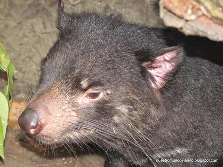 Sydney; Featherdale Wildlife Park y las Montañas Azules