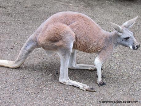 Sydney; Featherdale Wildlife Park y las Montañas Azules