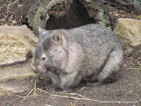 Sydney; Featherdale Wildlife Park y las Montañas Azules