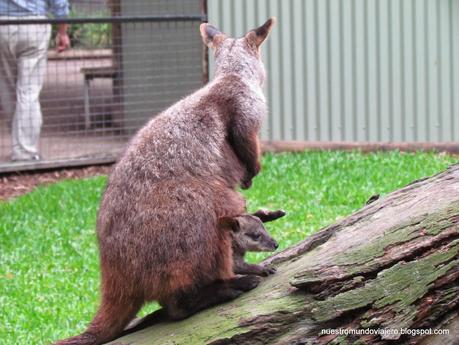 Sydney; Featherdale Wildlife Park y las Montañas Azules