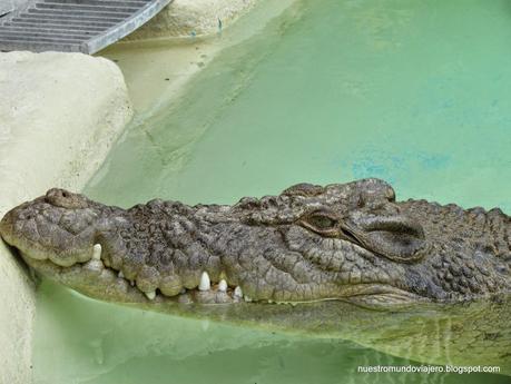 Sydney; Featherdale Wildlife Park y las Montañas Azules