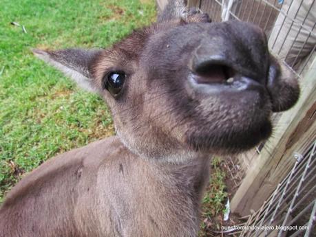 Sydney; Featherdale Wildlife Park y las Montañas Azules