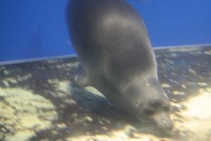 Nerpa, foca de agua dulce