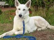 permanencia quieto perro: consejos errores