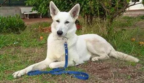 La permanencia en quieto del perro: consejos y errores