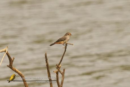 Churrinche (Vermillion Flycatcher) Pyrocephalus rubinus