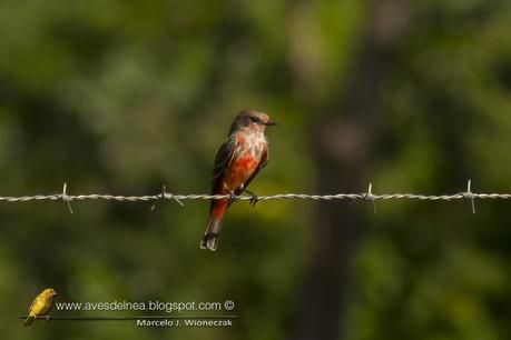 Churrinche (Vermillion Flycatcher) Pyrocephalus rubinus