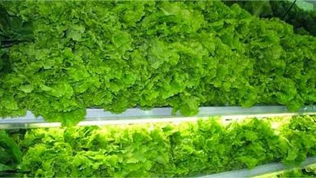 La NASA inicia cultivo de alimentos en el Espacio