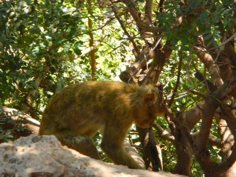 Macaco de berbería o mono del Atlas. Valle Aït Bouguemez (Marruecos)