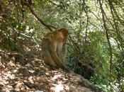 Macaco berbería mono Atlas. Valle Bouguemez (Marruecos)