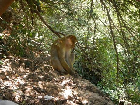 Macaco de berbería o mono del Atlas. Valle Aït Bouguemez (Marruecos)
