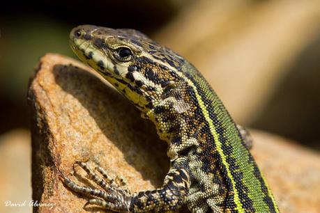Estrategias de apareamiento en lagartos y lagartijas