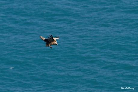 Los buitres que volaban sobre la mar