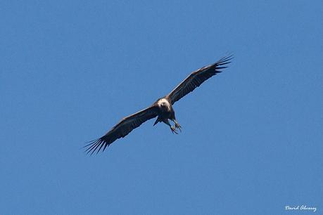 Los buitres que volaban sobre la mar