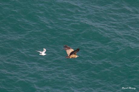 Los buitres que volaban sobre la mar