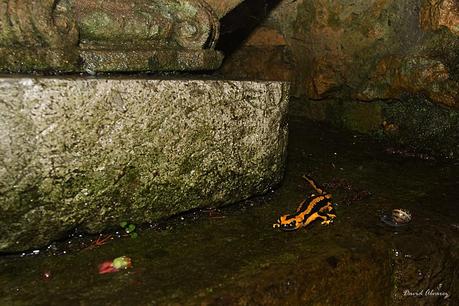 Las salamandras y el fuego: mitos, leyendas y supersticiones sobre un animal inofensivo