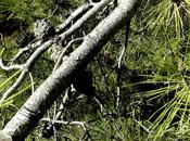 ramas pino filtran bacterias agua contaminada