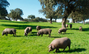 Cerdos Ibéricos