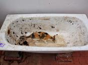 Lombricompostaje bañera.
