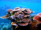 tolerancia calor corales podría salvar arrecifes