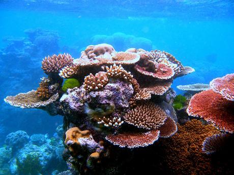 Arrecife de Corales