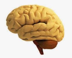 Bajo rendimiento escolar: variables internas cerebro