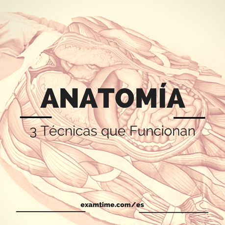 Cómo Estudiar Anatomía - ExamTime