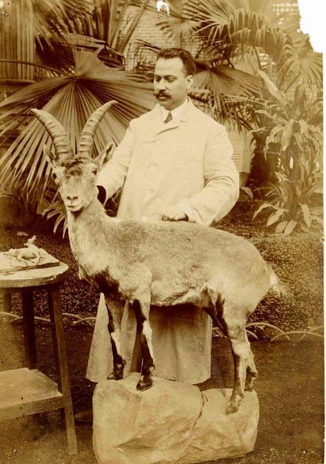 Leones y otras fieras en el Palacio Real Menor