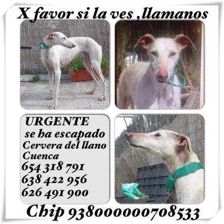 MUY URGENTE AYUDA! MARIVÍ PERDIDA MARTES 29 DE ABRIL. (CUENCA)