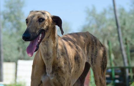 ADOPCIÓN URGENTE PARA SILVIE. (CÓRDOBA)