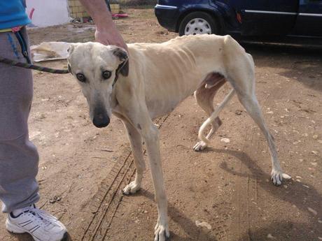 BLAZH, PRECIOSO GALGO EN ADOPCIÓN. (SALAMANCA)