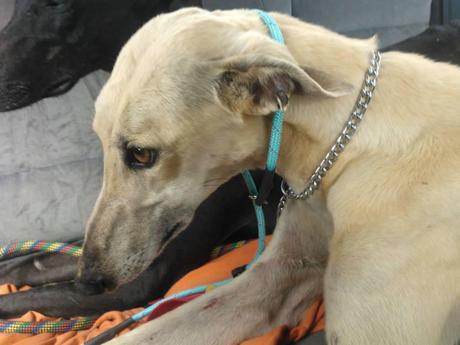 BLAZH, PRECIOSO GALGO EN ADOPCIÓN. (SALAMANCA)