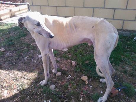 BLAZH, PRECIOSO GALGO EN ADOPCIÓN. (SALAMANCA)