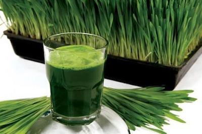 la cebada verde ayuda integral para el bienestar