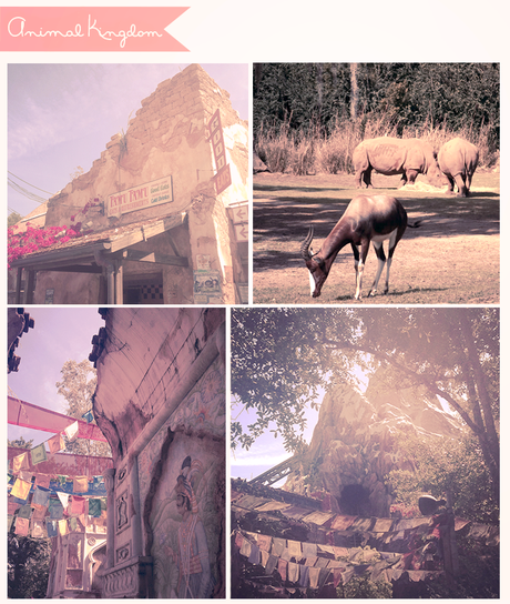  photo disneyworld_animalkingdom_zps1224526f.png