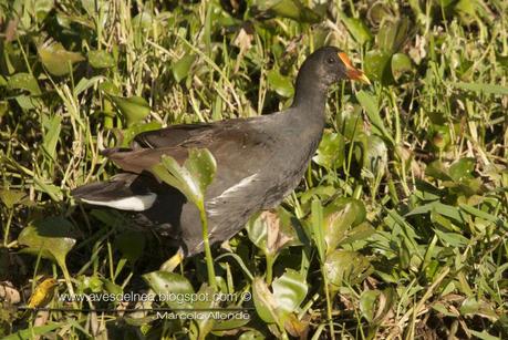 Pollona negra (Common Gallinule) Gallinula galeata