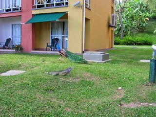 Iguana, pavo real,  Hotel  Royal Decameron Resort Panamá, round the world, La vuelta al mundo de Asun y Ricardo, mundoporlibre.com