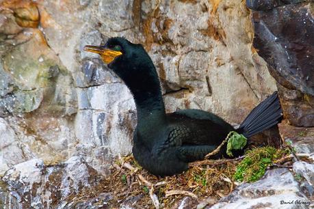 El Prestige sigue afectando a las aves marinas después de más de 10 años