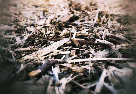 Miércoles Mudo – Los palos del camino. Los palos del camino