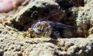 Hallan en cuevas de Brasil insectos hembras con pene y machos con vagina