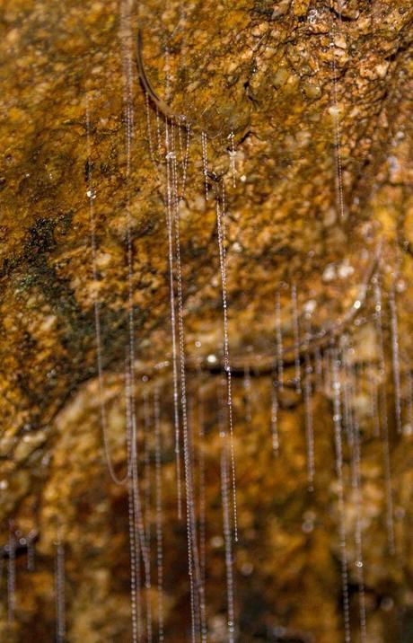 Los glowworms y sus cañas de pescar, Abbey Caves, Northland