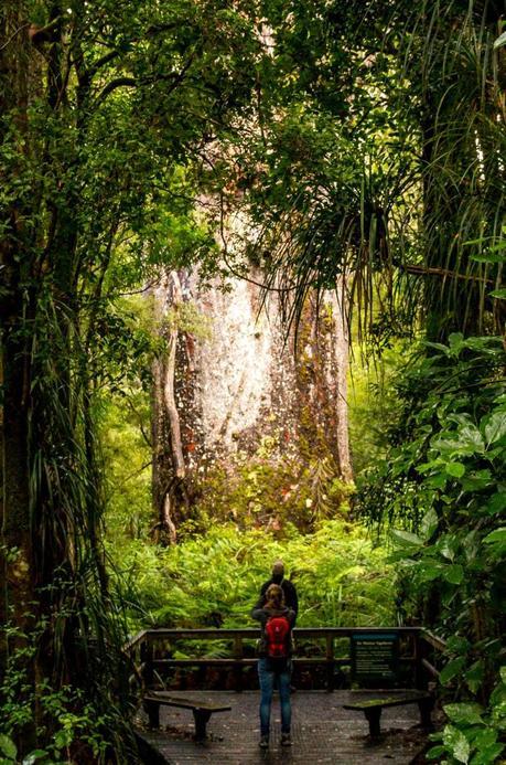 Te Matua Ngahere, Bosque de Waipoua, Northland