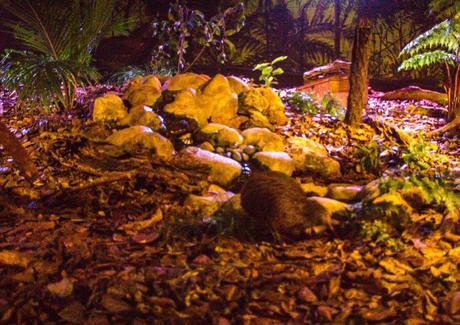 La mejor foto que pude sacar del kiwi, no paraba quieto! Kiwi House, Northland